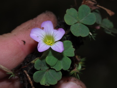 Oxalis oreocharis