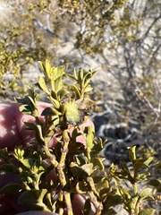 Asphondylia digitata