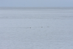 Zalophus californianus