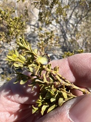 Asphondylia digitata