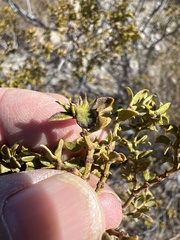 Asphondylia digitata