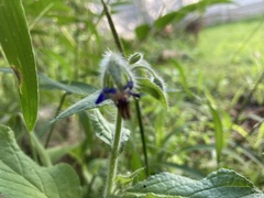 Borago officinalis