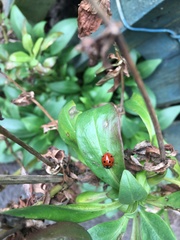 Coccinella septempunctata