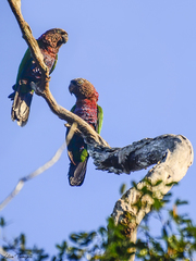 Deroptyus accipitrinus