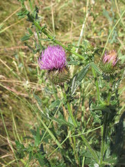 Cirsium ukranicum