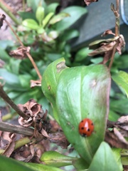 Coccinella septempunctata
