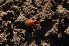 Otiorhynchus indefinitus