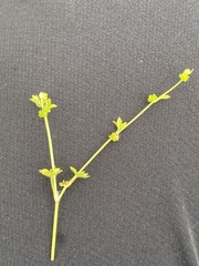 Ranunculus platensis