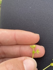 Ranunculus platensis