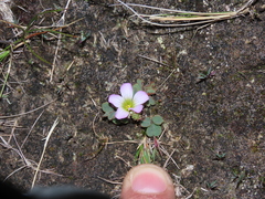 Oxalis oreocharis
