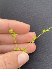 Ranunculus platensis