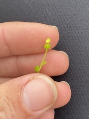 Ranunculus platensis