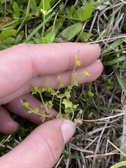 Ranunculus platensis
