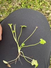 Ranunculus platensis