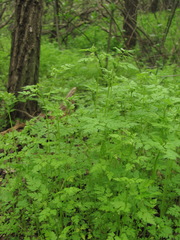 Anthriscus cerefolium