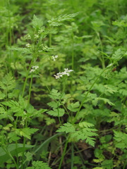 Anthriscus cerefolium