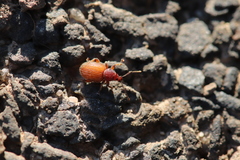 Otiorhynchus indefinitus