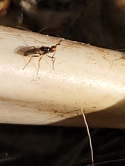 Prochyliza xanthostoma