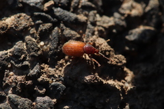 Otiorhynchus indefinitus