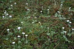 Primula magellanica