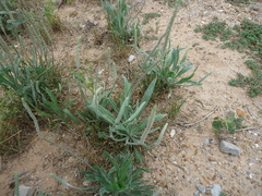 Plantago hookeriana