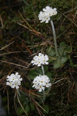 Primula magellanica