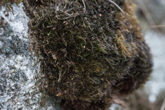 Campylopus atrovirens