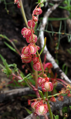 Rumex pictus