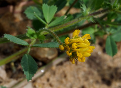 Medicago tornata