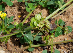 Medicago tornata