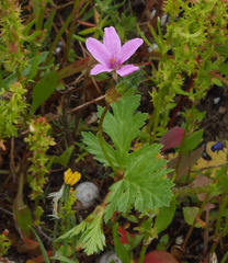 Erodium laciniatum