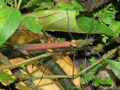 Pseudophasma castaneum