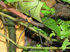 Pseudophasma castaneum