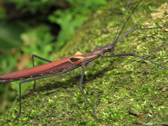 Pseudophasma castaneum