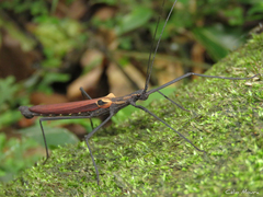 Pseudophasma castaneum