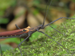 Pseudophasma castaneum