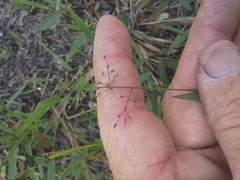 Dichanthelium ensifolium