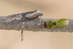 Doloploca punctulana