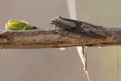 Doloploca punctulana