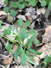 Cardamine oligosperma