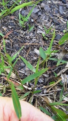 Dichanthelium ensifolium