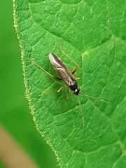 Phylus coryli