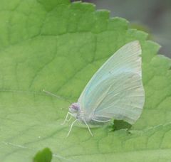 Catopsilia florella