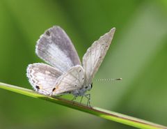 Eicochrysops hippocrates