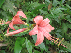 Hippeastrum stylosum