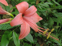Hippeastrum stylosum