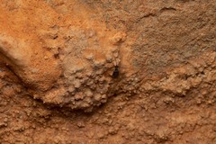 Ptinus palliatus
