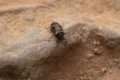 Ptinus palliatus