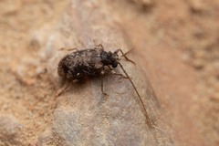 Ptinus palliatus
