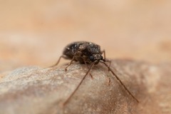 Ptinus palliatus